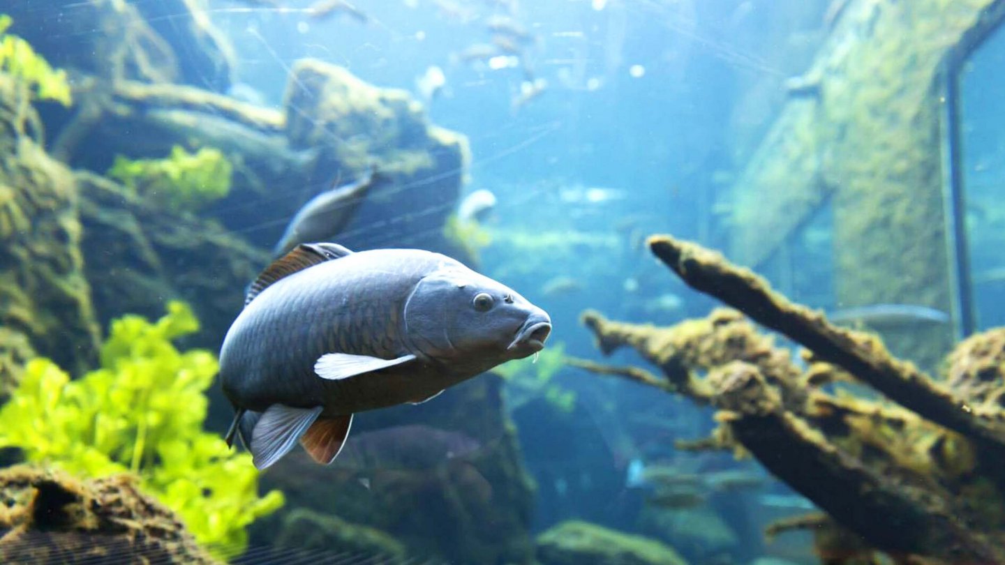 In the aquarium of the AquaPrad Visitor Center, a large, dark fish swims beside fallen tree trunks, surrounded by clear water and green aquatic plants.
